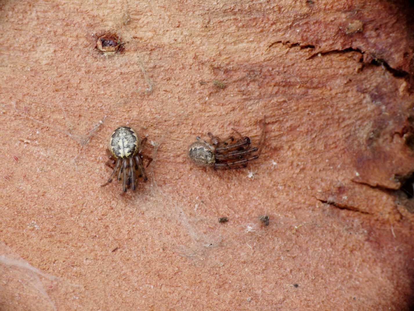 Araneidae degli eucalipti